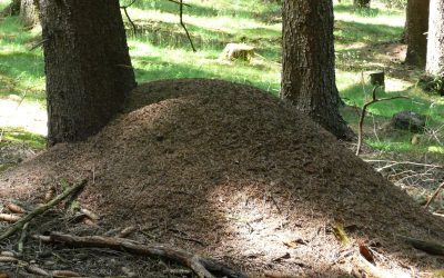 Mravenčí kataklyzma – povídka